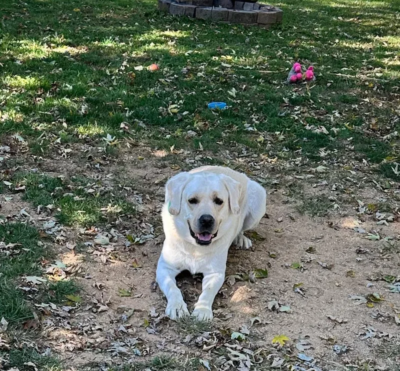 An adult large-sized male Yellow / Tan / Blond / Fawn Labrador Retriever dog named Goose for adoption in Warrington, PA