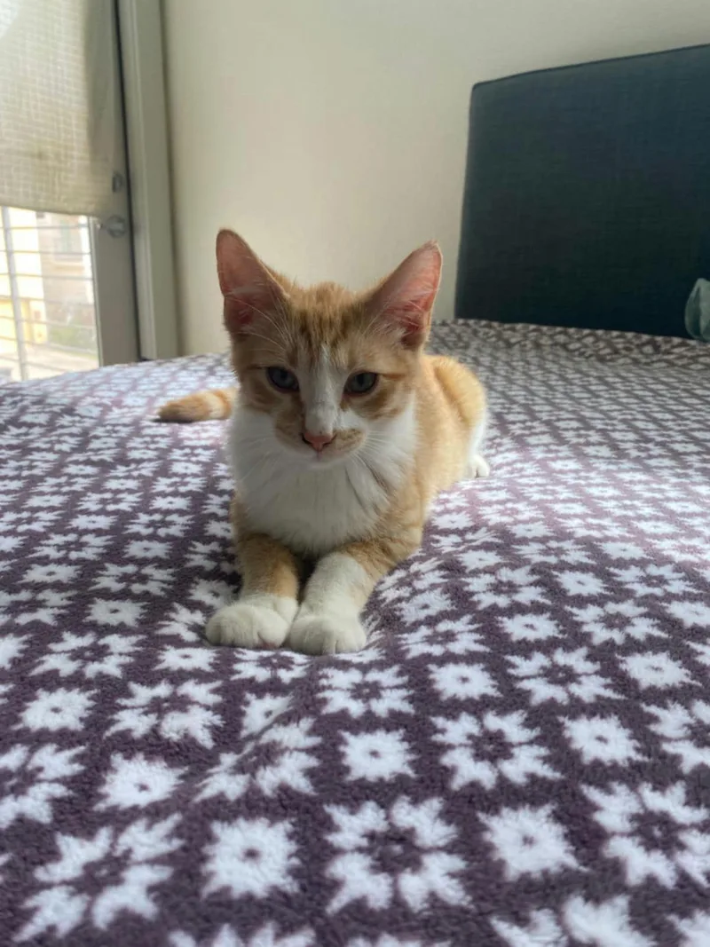 A baby medium-sized male Tabby (Orange / Red) Domestic Short Hair cat named Ching for adoption in Houston, TX