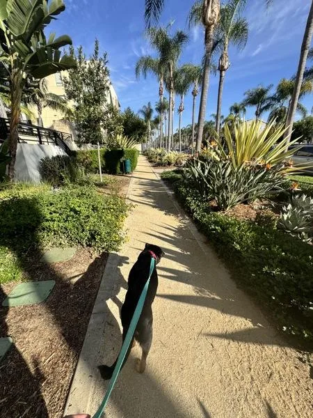 A senior large-sized female Shepherd dog named Prudence for adoption in San Diego, CA