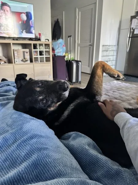 Prudence thumbnail 2