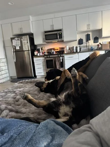 Prudence thumbnail 3