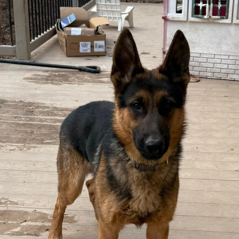 A young large-sized male Black German Shepherd Dog dog named Roger for adoption in New Ringgold, PA