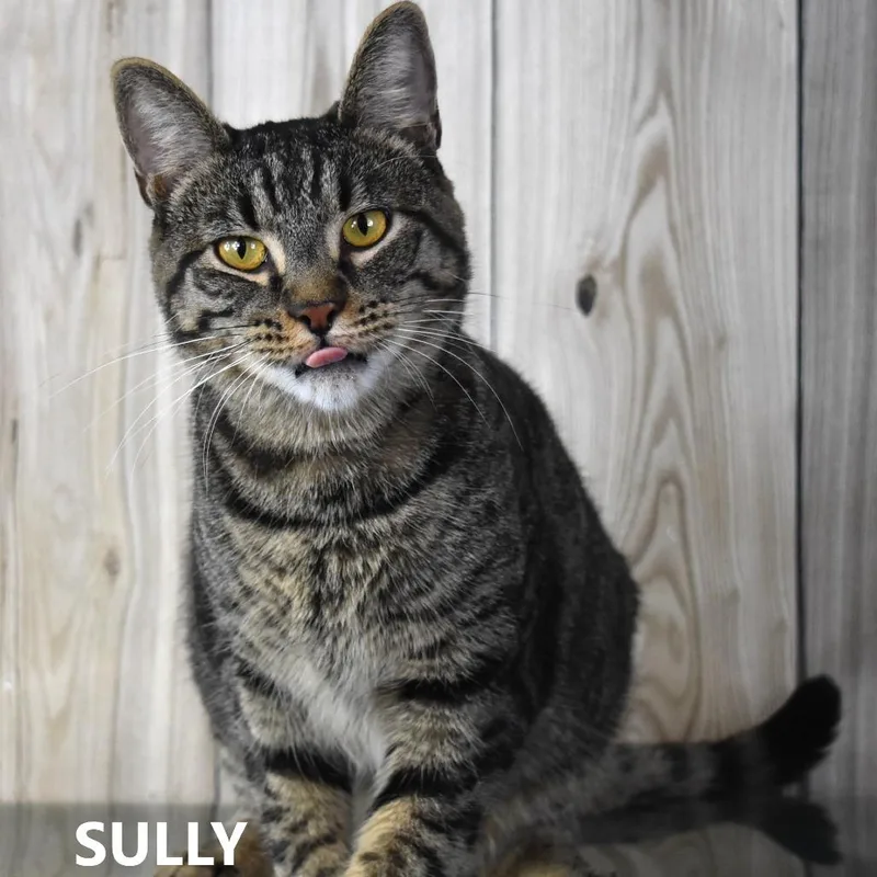 An adult large-sized male Brown / Chocolate American Shorthair cat named Sully for adoption in Yuma, AZ