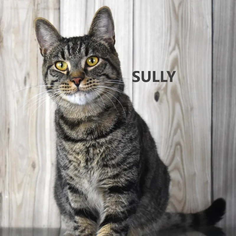 Sully thumbnail 2