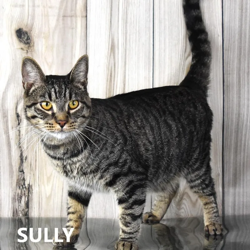 Sully thumbnail 3