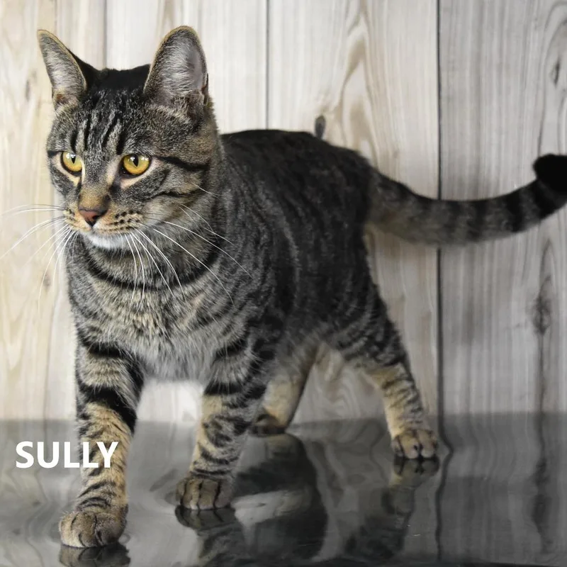 Sully thumbnail 4