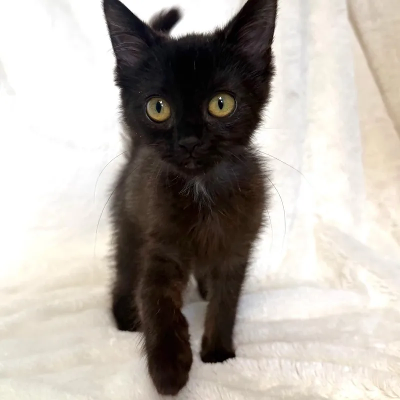A baby medium-sized female Black Domestic Short Hair cat named Nancy Wheeler for adoption in Greensburg, PA