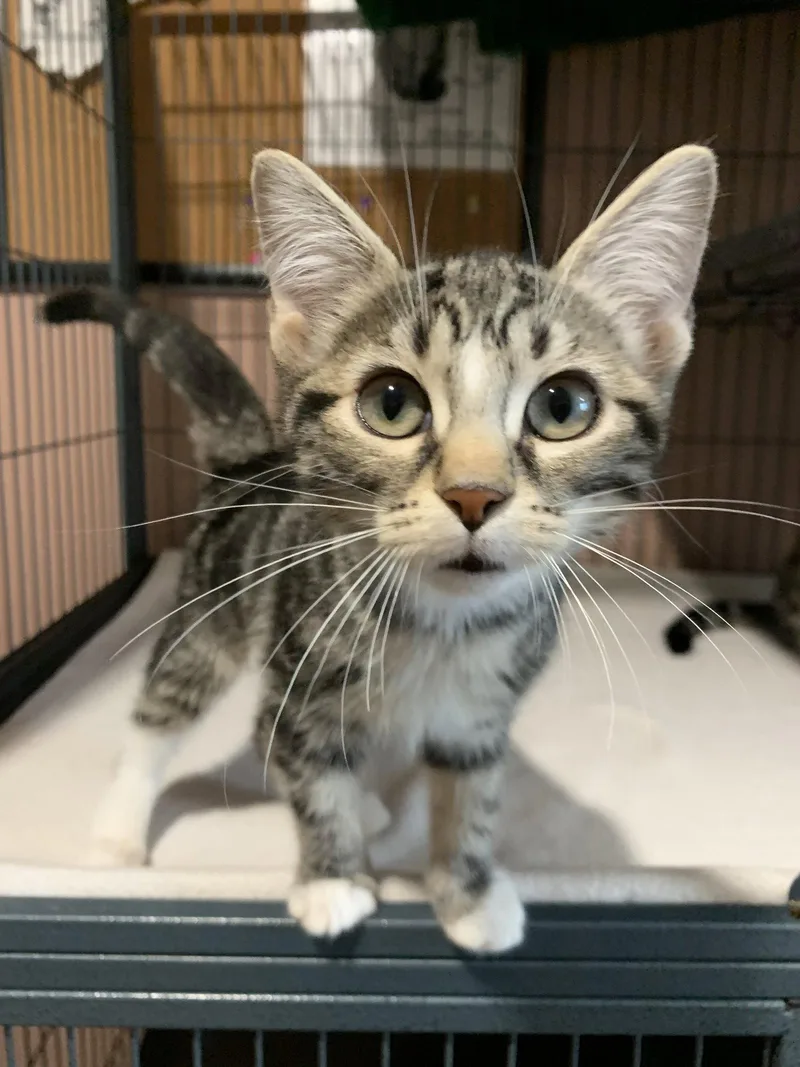 A baby medium-sized female Domestic Short Hair cat named Patti for adoption in Sanford, FL