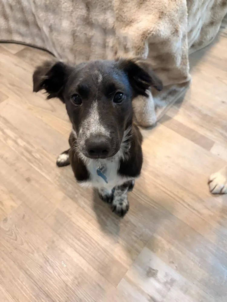 A baby medium-sized male Tricolor (Brown, Black, & White) Shepherd dog named Red Snapper for adoption in Waunakee, WI