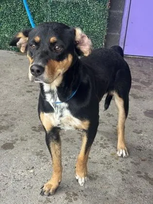 A baby large-sized female Black Shepherd dog named Jennie for adoption in El Paso, TX