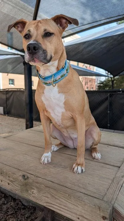 An adult large-sized female American Staffordshire Terrier dog named Aubrey `a Priority Pet` for adoption in Columbia, SC