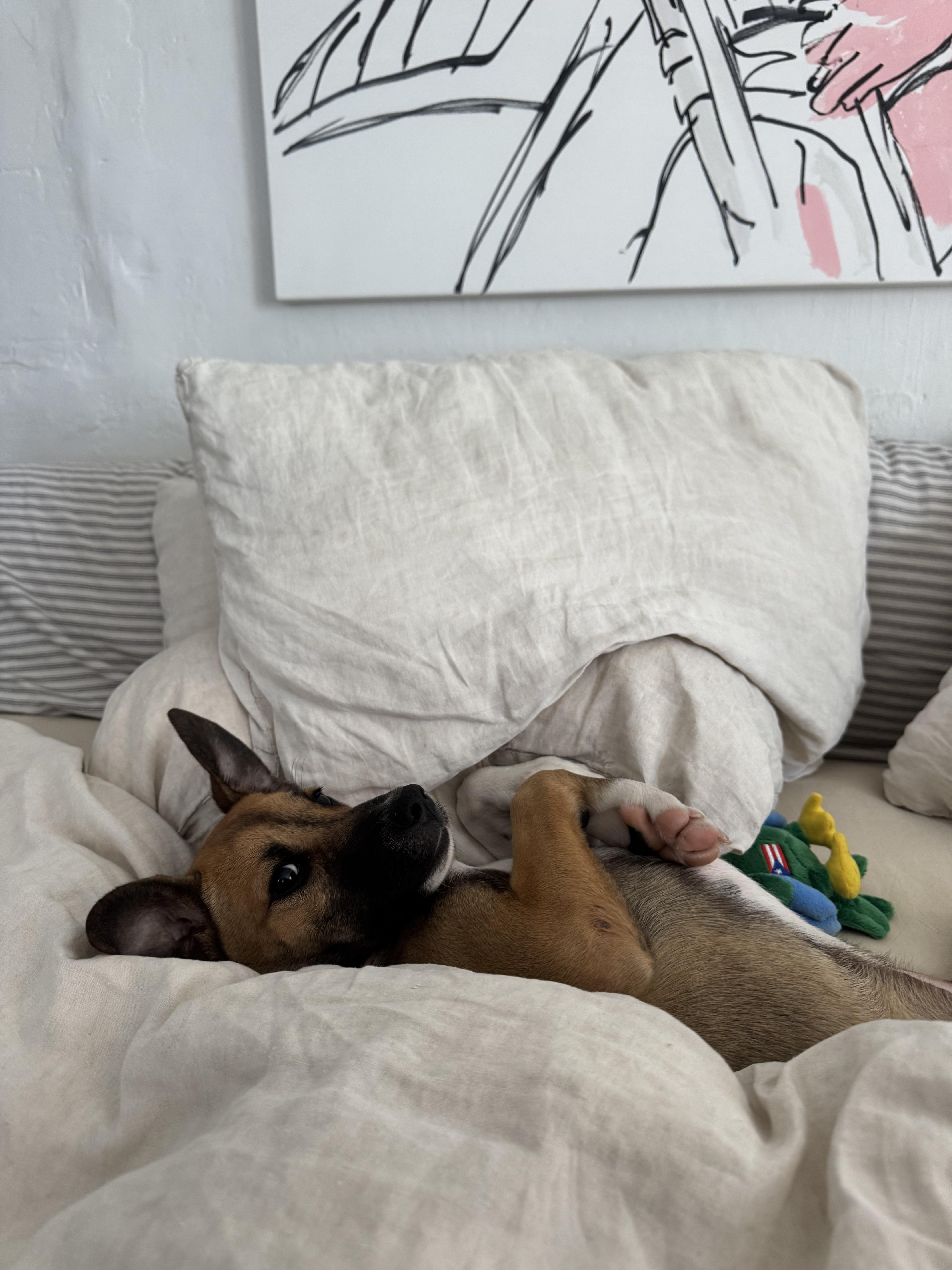 Lolo  The Cuddle thumbnail 2