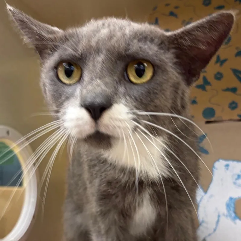 An adult large-sized male Gray / Blue / Silver Domestic Short Hair cat named Bird for adoption in West Olive, MI