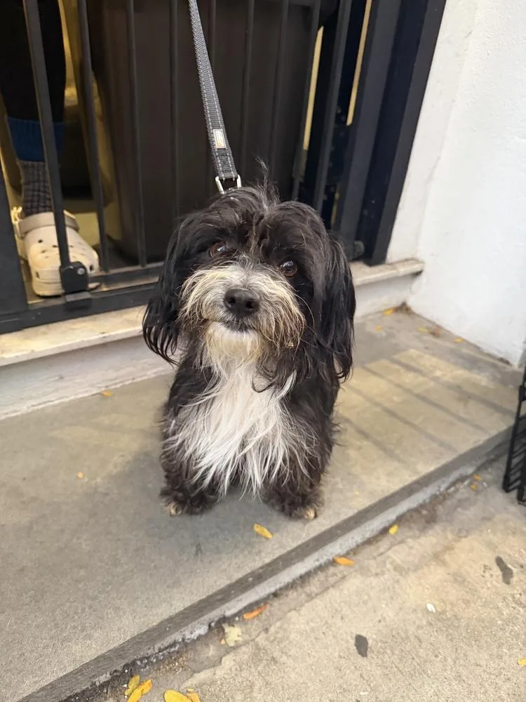 A young small-sized male Tricolor (Brown, Black, & White) Terrier dog named Toto for adoption in Manhattan, NY
