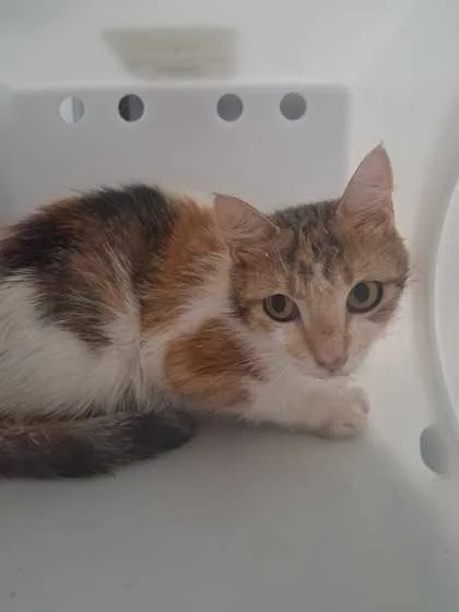 An adult medium-sized female Domestic Short Hair cat named Mars for adoption in Sevierville, TN