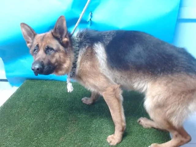 An adult medium-sized male German Shepherd Dog dog named Jarvis for adoption in Gardena, CA