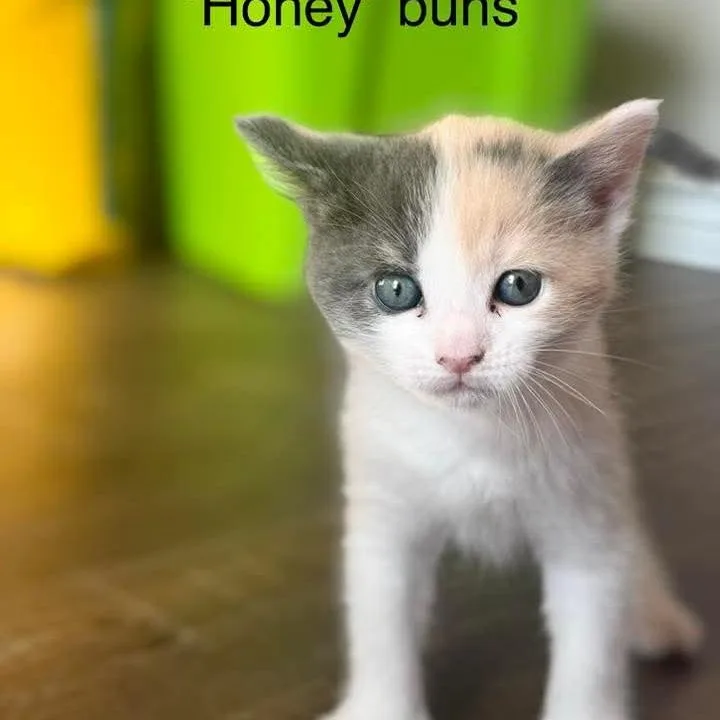 Honey Buns thumbnail 2