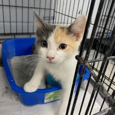 Honey Buns thumbnail 3