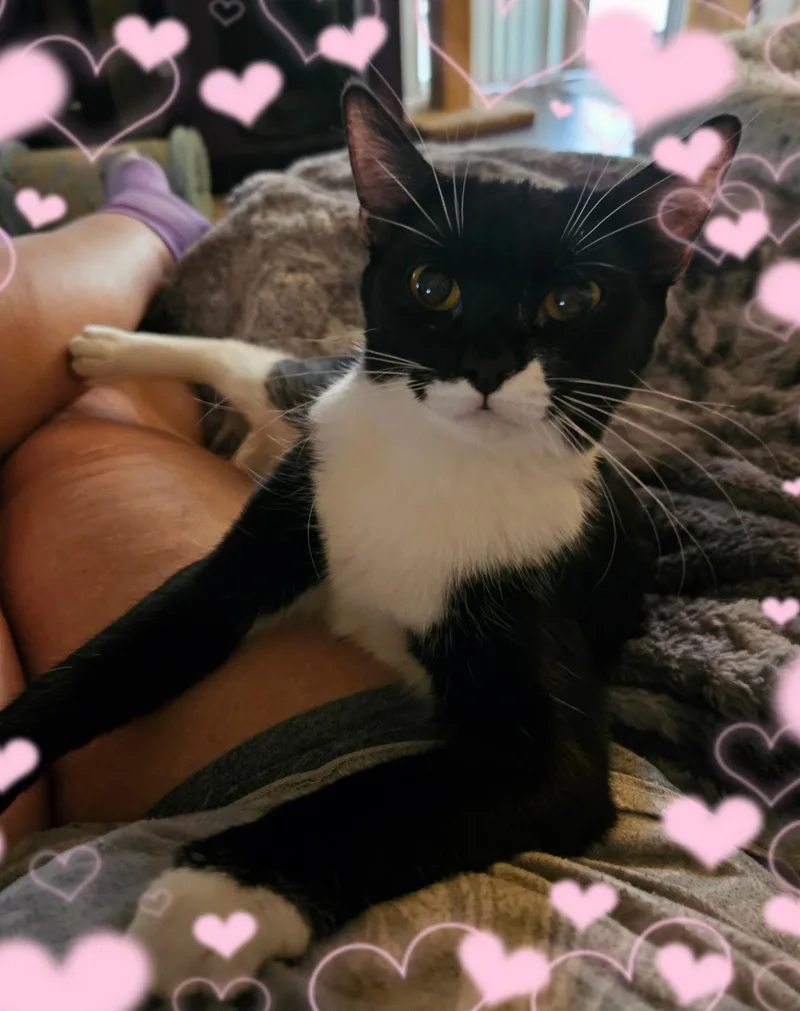 Daphne