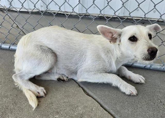 Junipher URGENT