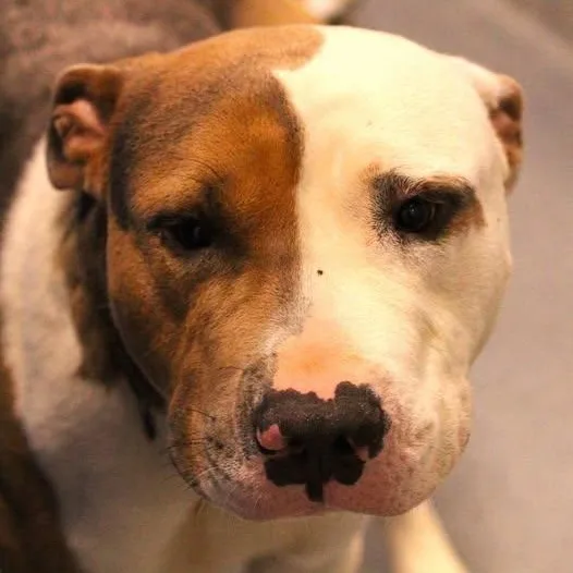 An adult medium-sized male Bicolor Pit Bull Terrier dog named Brady for adoption in Fredericksburg, VA