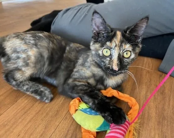 A baby medium-sized female Tabby cat named Ms Roxy Ann is for adoption in Eagle Point, OR