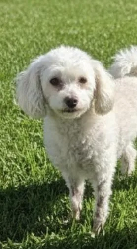 A young small-sized male White / Cream Miniature Poodle dog named Milo for adoption in Hawthorne, CA
