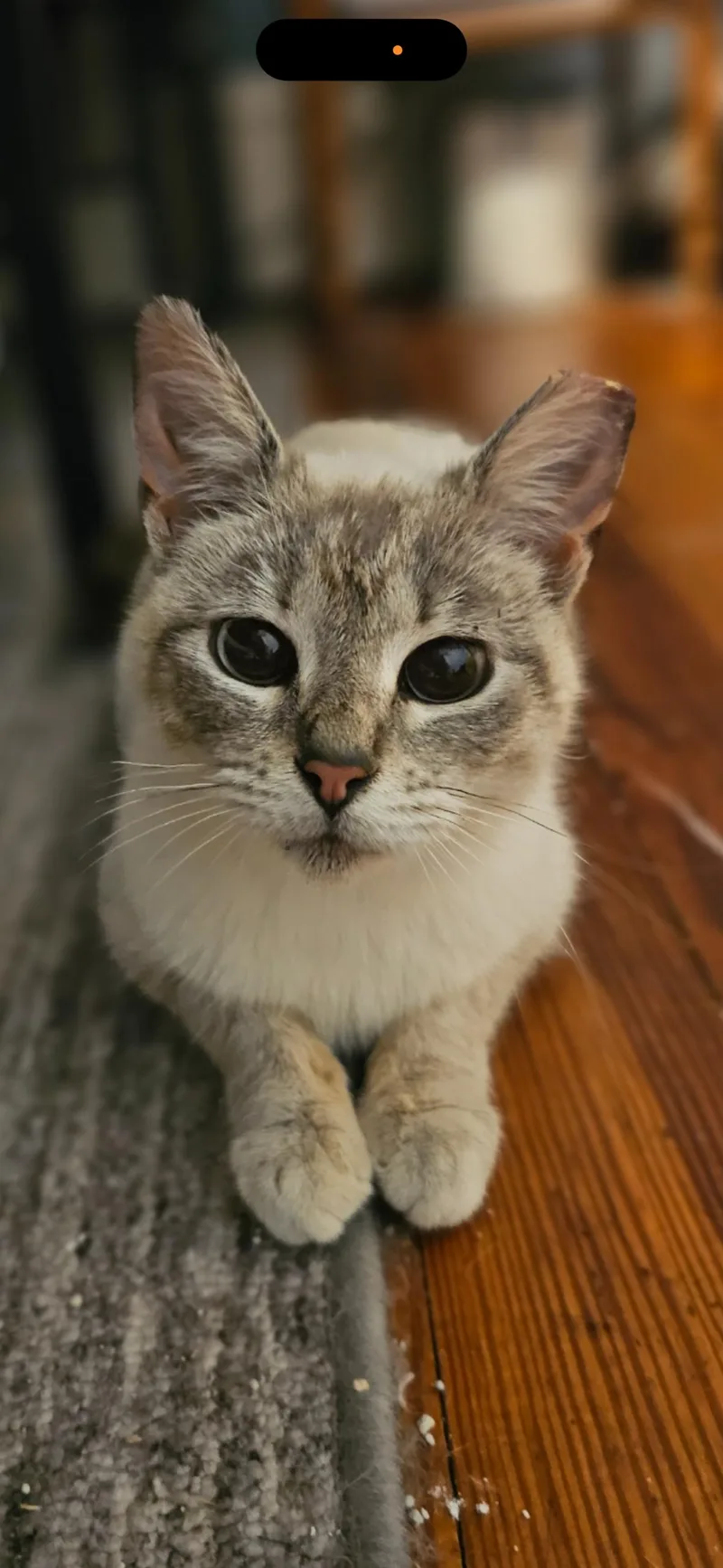A young medium-sized female Blue Point Siamese cat named Louise for adoption in Canal Fulton, OH