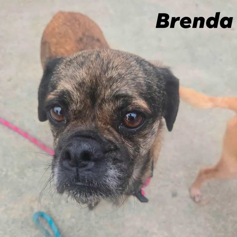 Brenda