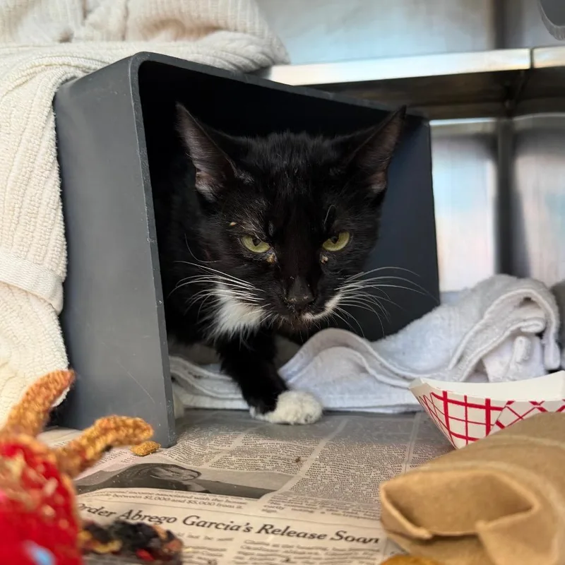 An adult medium-sized female Black Domestic Short Hair cat named Luisa for adoption in Chicago, IL