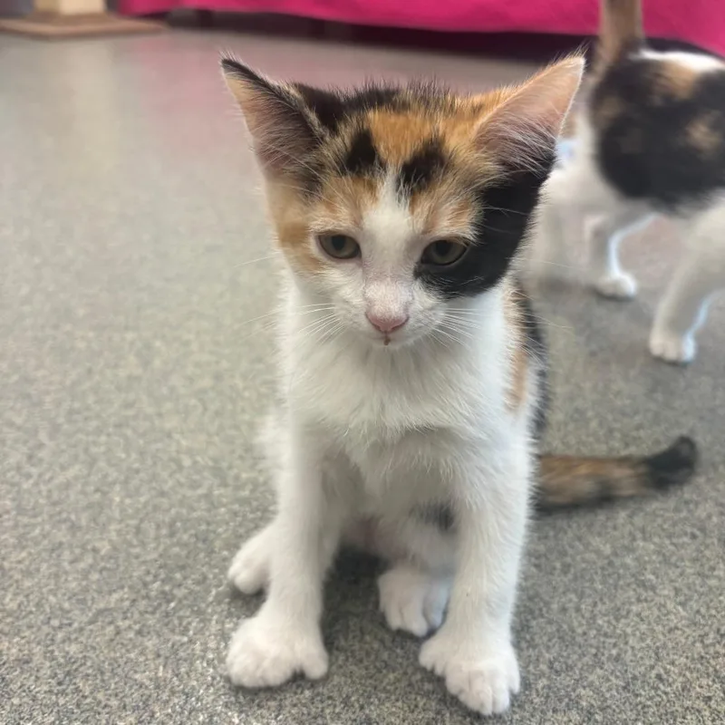 A baby small-sized female Orange / Red Domestic Short Hair cat named Iris for adoption in Brockton, MA