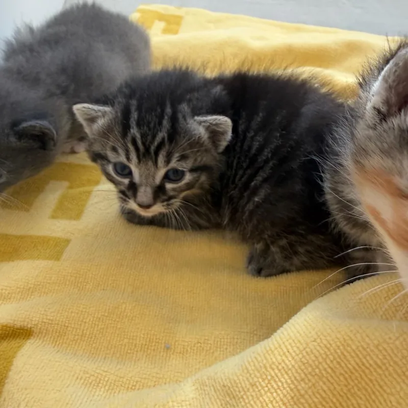 A baby small-sized male Black Domestic Short Hair cat named Theodore for adoption in Tustin, CA