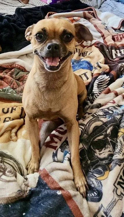 An adult small-sized female Pug dog named Stella for adoption in Mesa, AZ