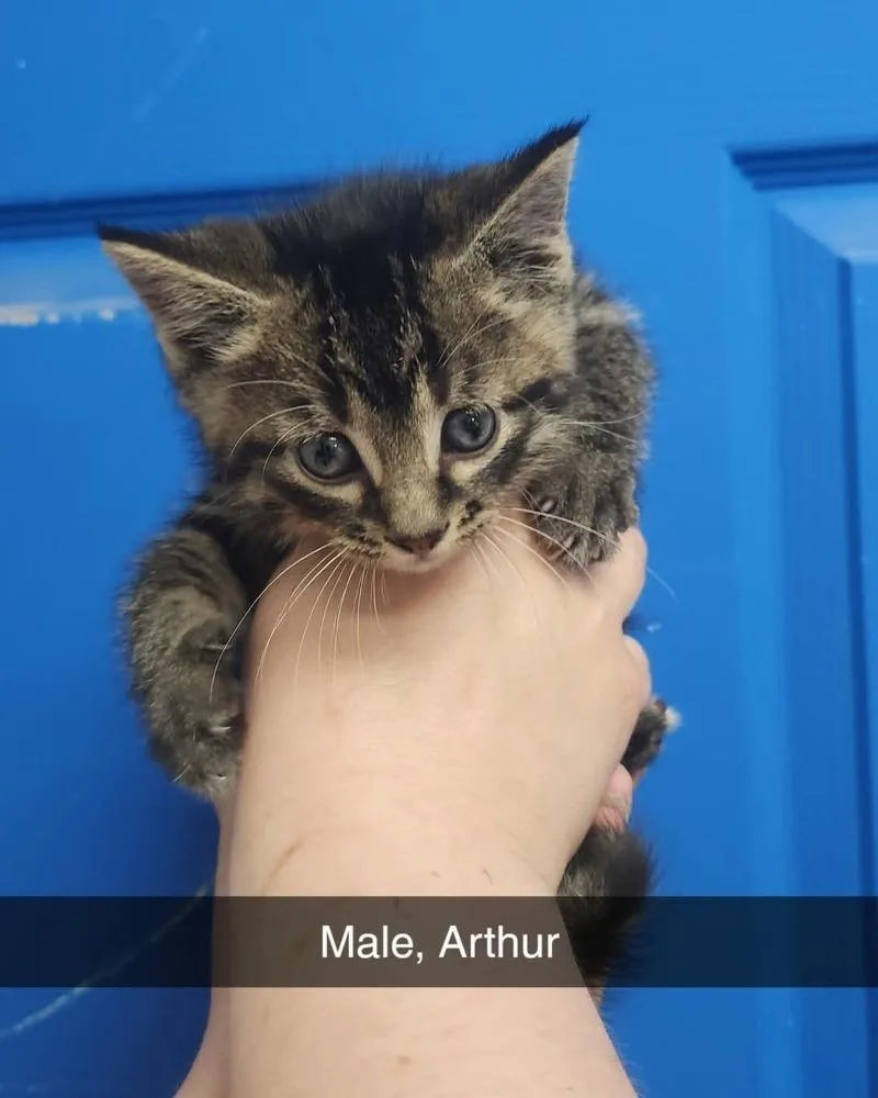 A baby medium-sized male Domestic Short Hair cat named Arthur for adoption in Evansville, IN