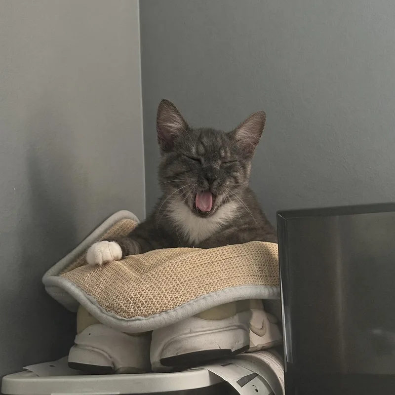 A baby medium-sized female Domestic Medium Hair cat named Teak for adoption in Santa Ana, CA