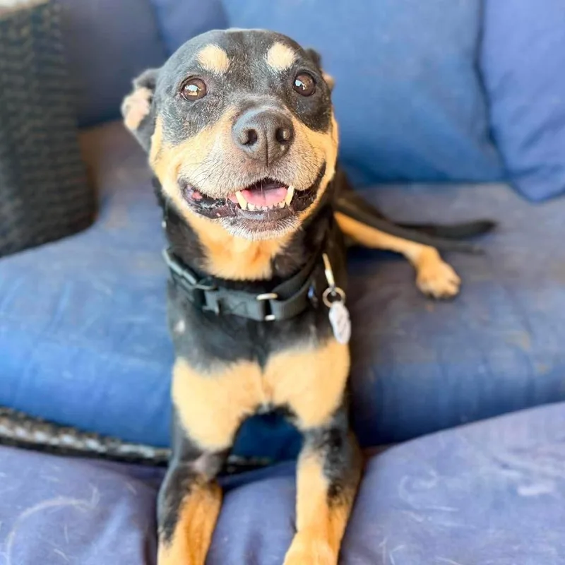 A senior medium-sized female Black Rottweiler dog named Mrs. Peacock for adoption in Ramona, CA