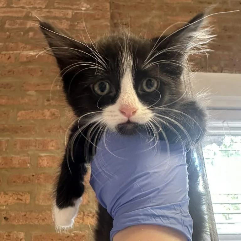 A baby small-sized female Domestic Medium Hair cat named Tori for adoption in Forest Park, IL