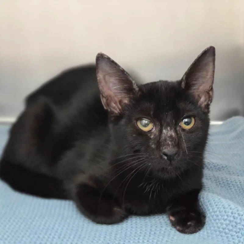A baby small-sized female Black Domestic Short Hair cat named Orangelica for adoption in Sarasota, FL
