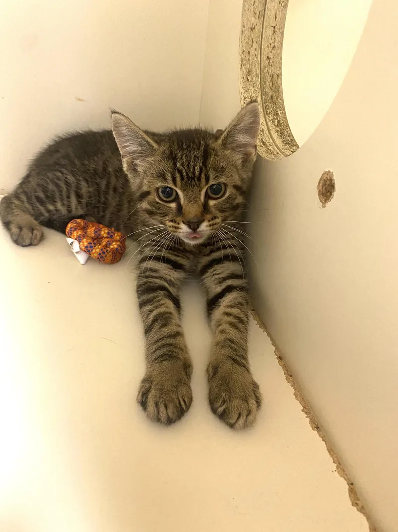 A baby small-sized female Tabby (Buff / Tan / Fawn) Domestic Short Hair cat named Elbert for adoption in Elyria, OH