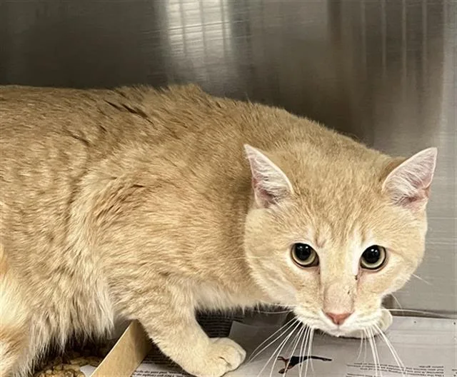 An adult medium-sized male Domestic Short Hair cat named Orin for adoption in Charlotte, NC
