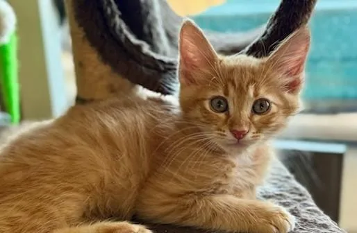 A baby small-sized female Domestic Short Hair cat named August  Orange Collar for adoption in Tustin, CA