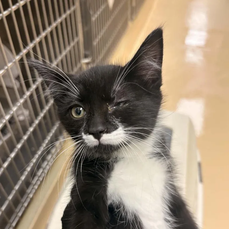 A baby small-sized female Black Domestic Long Hair cat named Cody for adoption in Winston-Salem, NC