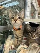 A young medium-sized female Tabby (Brown / Chocolate) Domestic Short Hair cat named Bindle Boogie for adoption in Manitowoc, WI