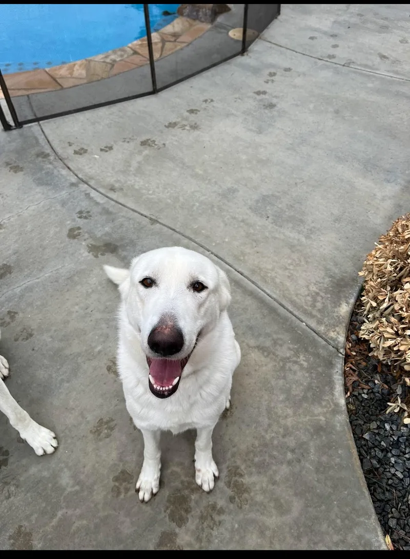 An adult large-sized male White / Cream White German Shepherd dog named Gunner for adoption in oriskany, NY