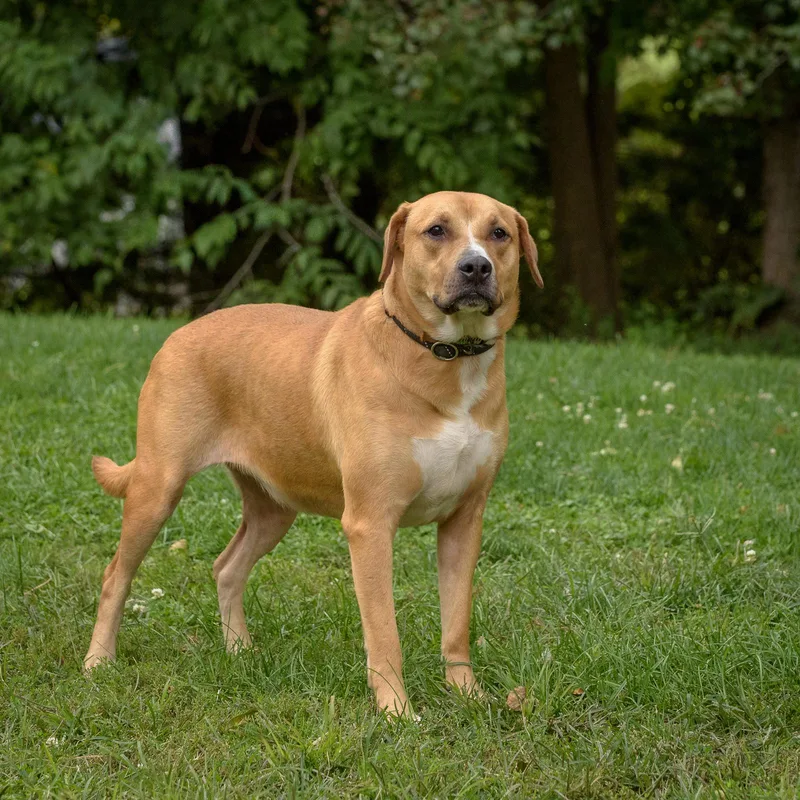 A young medium-sized female Yellow / Tan / Blond / Fawn Hound dog named Desiree for adoption in Lambertville, NJ