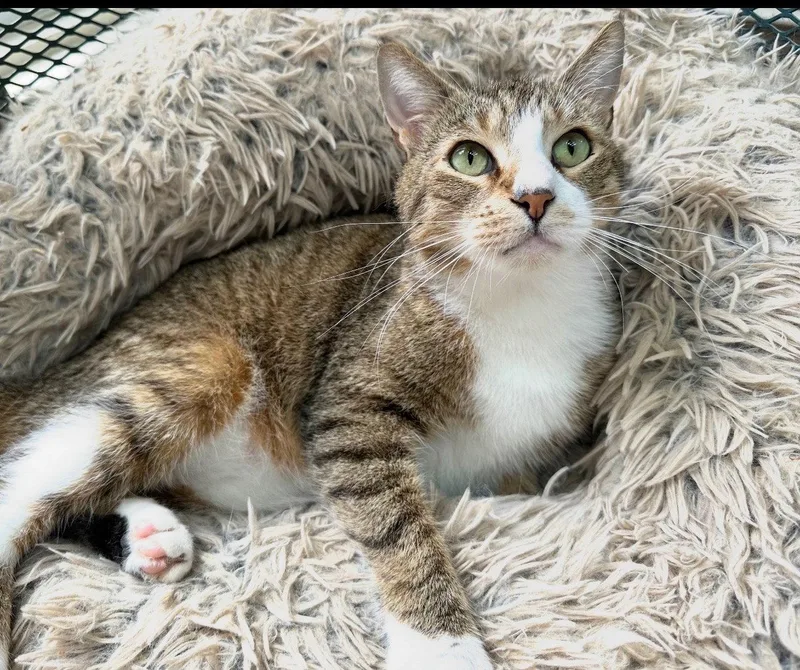 An adult medium-sized male Domestic Short Hair cat named George for adoption in Broomall, PA