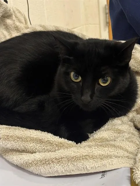 A young medium-sized female Domestic Short Hair cat named Date for adoption in Upper Marlboro, MD