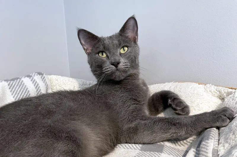 A young medium-sized male Gray / Blue / Silver Domestic Short Hair cat named Gravy for adoption in Lincoln, NE