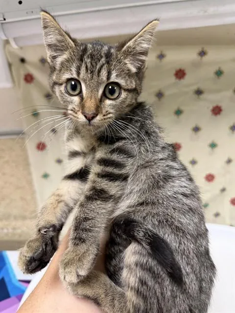A young small-sized female Domestic Short Hair cat named Melony for adoption in Riverside, CA
