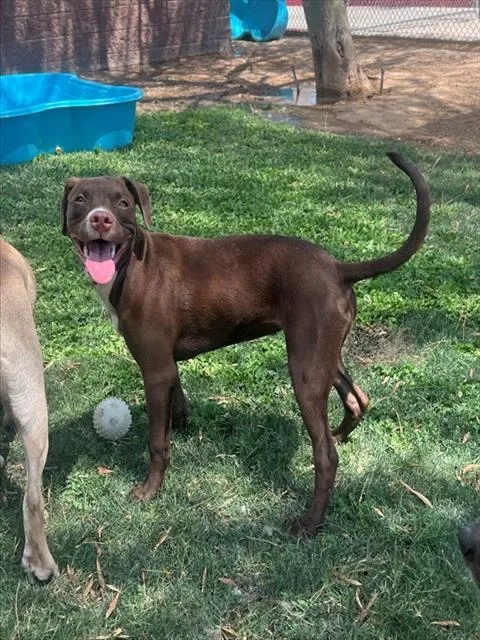 A young medium-sized female Pit Bull Terrier dog named Little Red for adoption in Thousand Palms, CA